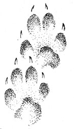 Отпечатки передней (вверху) и задней лап лисицы