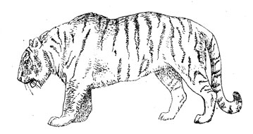 Внешний облик тигра