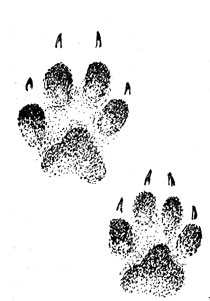 Отпечатки передней (вверху) и задней лап енотовидной собаки