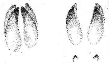 Отпечатки копыт лося на твердом и умеренно мягком грунте (слева), на заболоченной почве и снегу (справа)