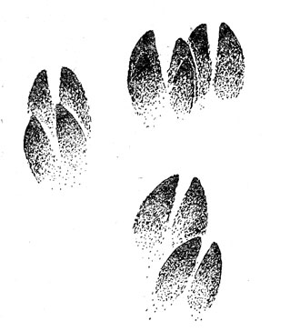 Отпечатки копыт лося (слева) и кабана. Заметна разница в расположении отпечатков второго и пятого пальцев
