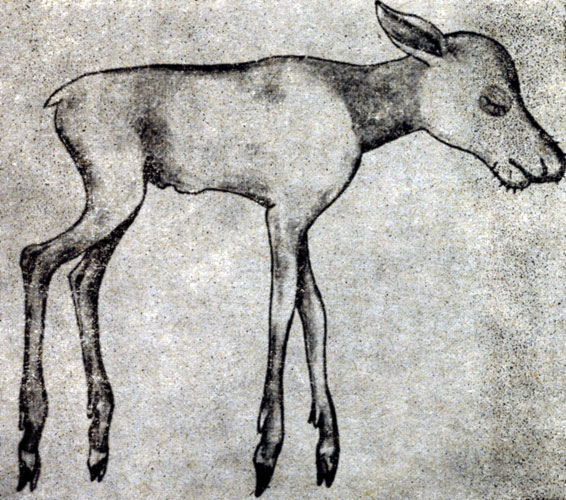 Рис. 8. Эмбрион лося в возрасте 4 месяцев, вес 1590 г, самец