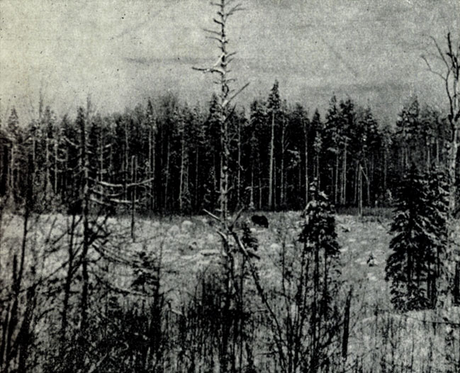 Рис. IV. Зарастающая вырубка среди леса - типичное зимнее пастбище лося. Фото Г.А. Новикова