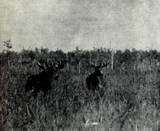 Рис. VII. Лоси-быки на тростниковом болоте. Фото Ю.Б. Пукинского