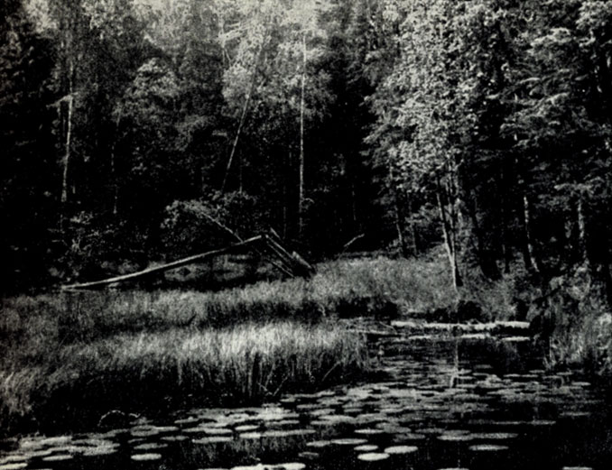 Рис. Х. Заросли кубышки на лесной речке. Фото Г.А. Новикова