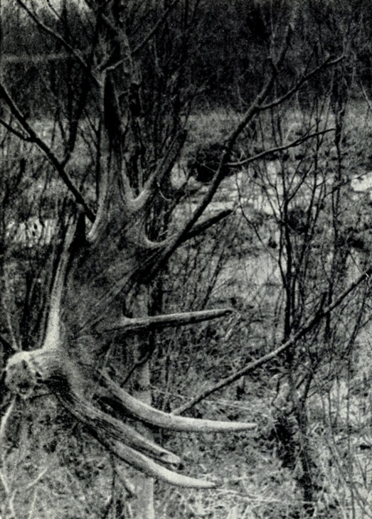 Рис. XV. Сброшенный лосем рог. Фото Ю.Б. Пукинского