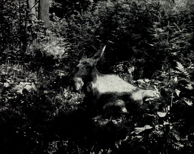 Рис. XXIII. Лось на лежке на опушке леса. Фото Ю.Б. Пукинского