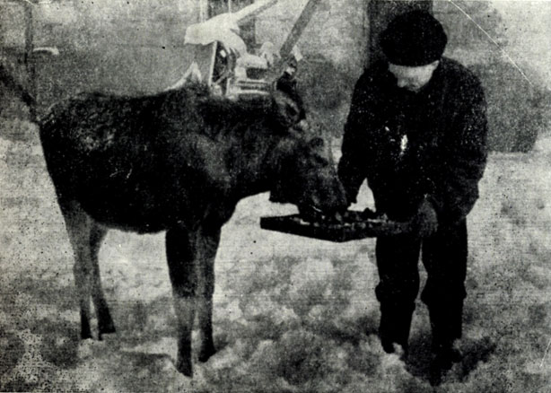Рис. XXV. Молодой дикий лось около столовой поселка Лисино-Корпус. Фото Ю.Б. Пукинского