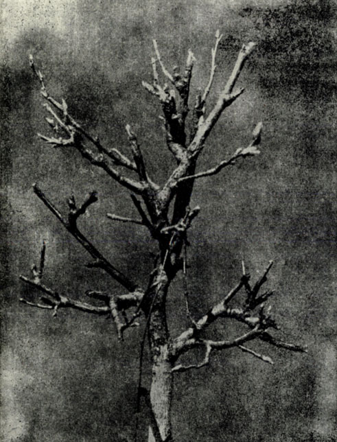Рис. XXXII. Верхушка молодой осины, многократно поврежденная лосями. Фото Г.А. Новикова