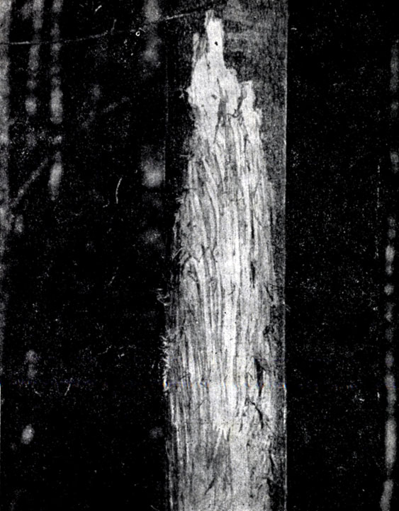 Рис. XXXIII. Ствол осины, обглоданный лосем. Фото Г.А. Новикова