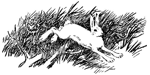 охота на зайцев рахманин