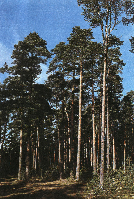 Сосняки составляют 48% лесов Эстонии. Это важнейшие местообитания наших диких животных. Фото Э. Сакса