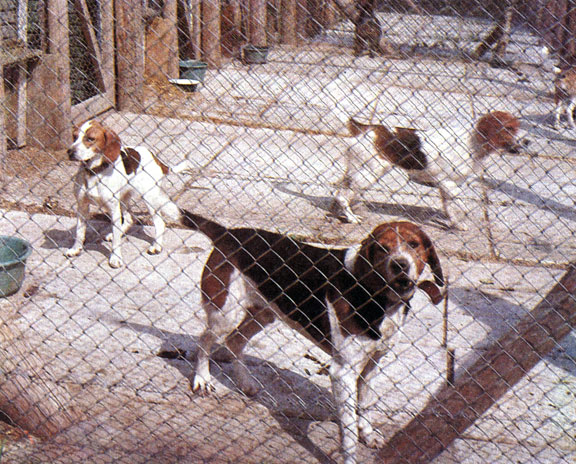 На собаководческой ферме при Раквереском госохотхозяйстве. Фото Э. Каска