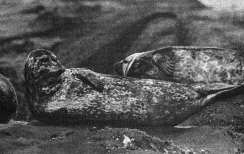 Тюлень-антур занесен в Красную книгу. Фото автора