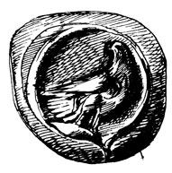 Монета греческого города Кизика с изображением орла, сидящего на тунце